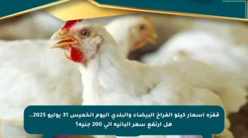 قفزة أسعار كيلو الفراخ البيضاء والبلدي اليوم الخميس 31 يوليو 2025.. هل ارتفع سعر البانيه إلى 200 جنيه؟